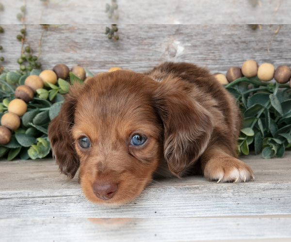 Medium Photo #4 Dachshund Puppy For Sale in NAPPANEE, IN, USA