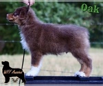 Puppy Oak Australian Shepherd