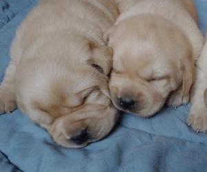 Labrador Retriever Puppy for sale in CALIENTE, CA, USA