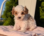 Small Photo #8 Cavapoo (Miniature) Puppy For Sale in GOSHEN, IN, USA