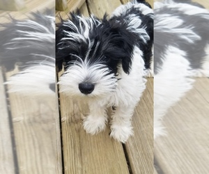 Schnauzer (Miniature) Puppy for sale in SHERWOOD, MI, USA