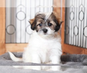 Zuchon Puppy for sale in NAPLES, FL, USA