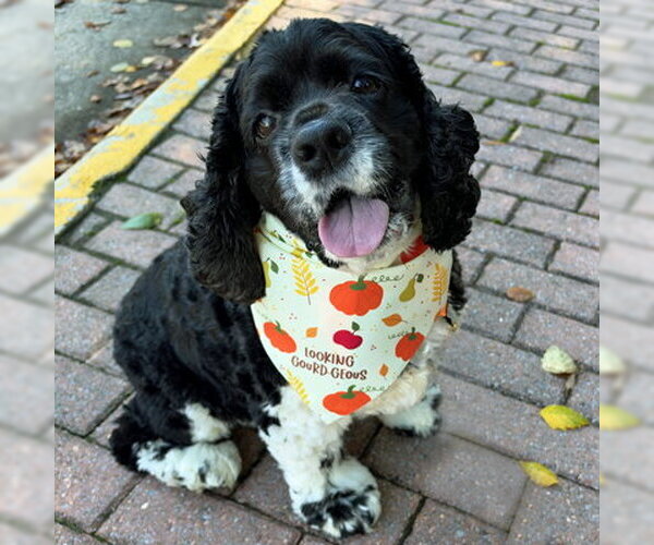 Medium Photo #8 Cocker Spaniel Puppy For Sale in Arlington, VA, USA