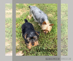 Small #5 Yorkshire Terrier