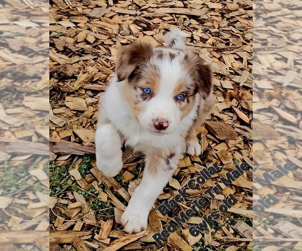 Medium Photo #2 Border Collie Puppy For Sale in BYBEE, TN, USA