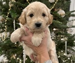 Small Photo #2 Goldendoodle (Miniature) Puppy For Sale in HUNTINGTON, IN, USA