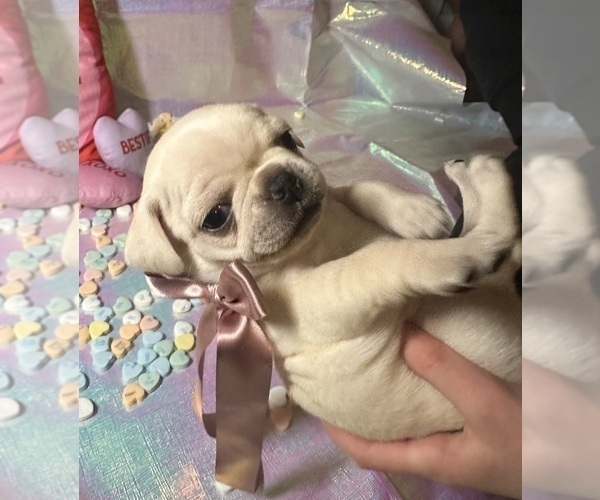 Medium Photo #9 Pug Puppy For Sale in MOUNT WASHINGTON, KY, USA