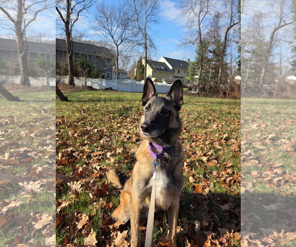 Medium Photo #4 Mutt Puppy For Sale in Stevens Point, WI, USA