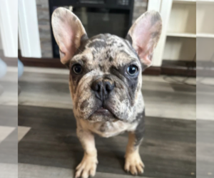 French Bulldog Puppy for sale in SACRAMENTO, CA, USA