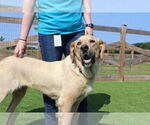 Small #4 Labrador Retriever