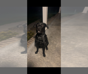 Father of the Labrador Retriever puppies born on 05/22/2026