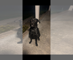 Small Photo #1 Labrador Retriever Puppy For Sale in TALBOTT, TN, USA