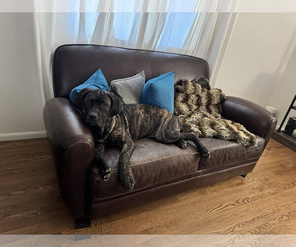 Medium Photo #16 Mutt Puppy For Sale in Goodyear, AZ, USA