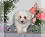 Small Photo #2 Bichon Frise Puppy For Sale in RISING SUN, MD, USA