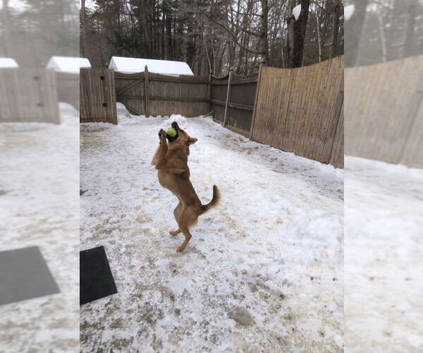 Medium Photo #4 - Mix Puppy For Sale in East Derry, NH, USA
