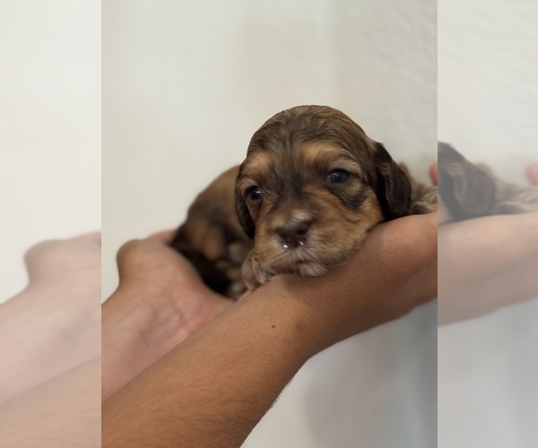 Medium Photo #5 Bernedoodle (Miniature) Puppy For Sale in LONGMONT, CO, USA