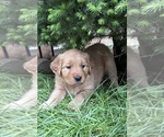 Puppy Puppy 7 purple Golden Retriever