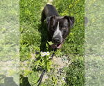 Small #13 Mutt