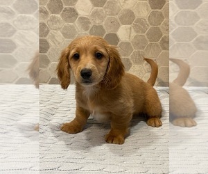 Dachshund Puppy for sale in CANOGA, NY, USA