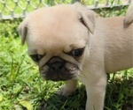 Puppy Lovey Dove Pug