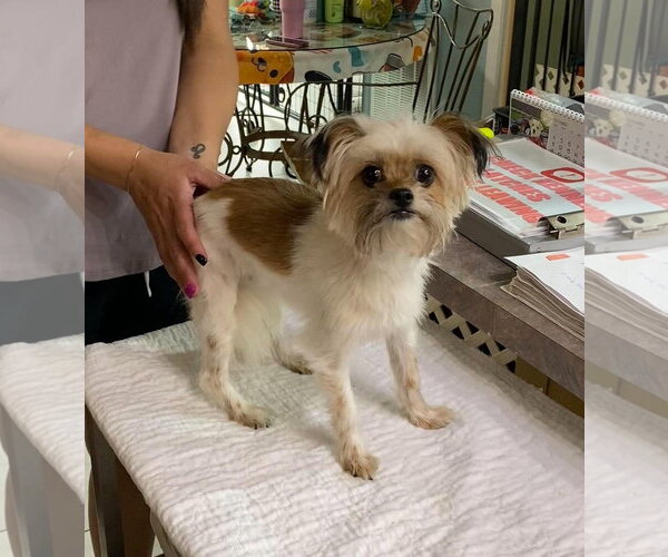 Medium Photo #1 Shih Tzu-Unknown Mix Puppy For Sale in Benton, LA, USA