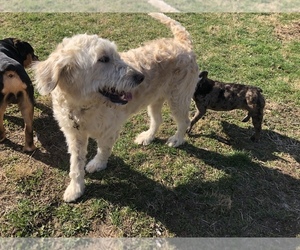 Goldendoodle Puppy for sale in BEECH GROVE, IN, USA