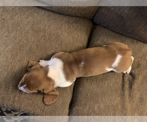 Basset Hound Puppy for sale in MUNCIE, IN, USA