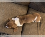 Small Photo #1 Basset Hound Puppy For Sale in MUNCIE, IN, USA