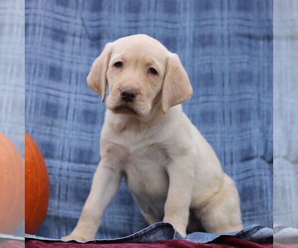 Medium Photo #3 Labrador Retriever Puppy For Sale in ELLIOTTSBURG, PA, USA