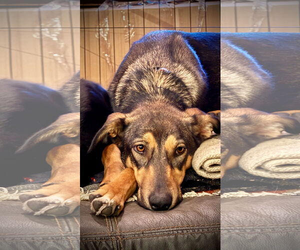 Medium Photo #5 Doberman Pinscher-Unknown Mix Puppy For Sale in Sandy, UT, USA