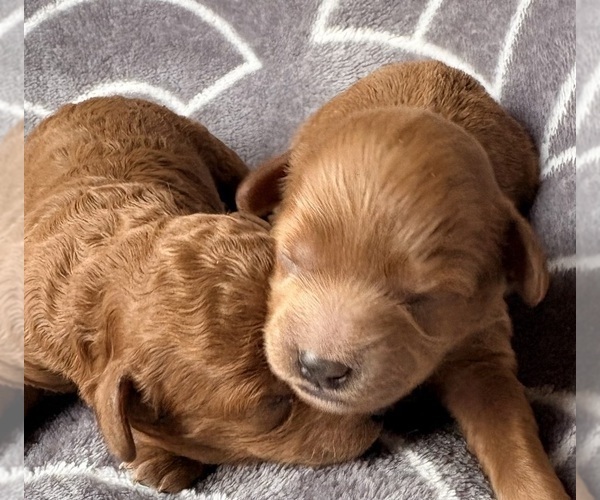 Medium Photo #1 Cavapoo (Miniature) Puppy For Sale in WAUSEON, OH, USA