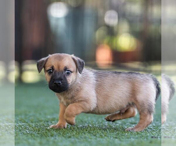 Medium Photo #4 Dachshund-Unknown Mix Puppy For Sale in San Diego, CA, USA