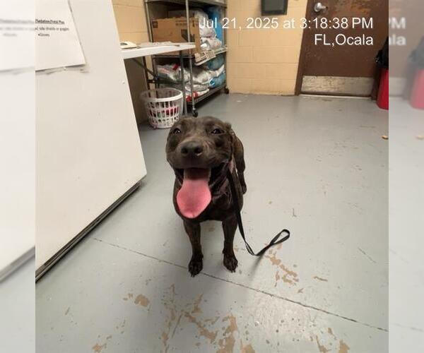 Medium Photo #1 American Pit Bull Terrier Puppy For Sale in Ocala, FL, USA