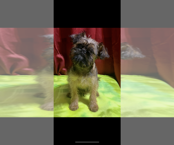 Medium Photo #3 Brussels Griffon Puppy For Sale in NILES, MI, USA