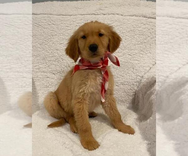 Medium Photo #4 Golden Retriever Puppy For Sale in RICHMOND, MI, USA