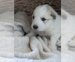 Small Photo #21 Great Pyrenees Puppy For Sale in FALCON, CO, USA