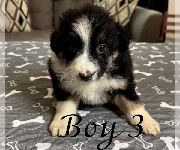 Medium Photo #9 Australian Shepherd Puppy For Sale in SALISBURY, NC, USA