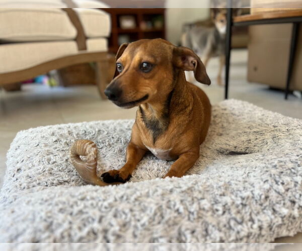 Medium Photo #2 Dachshund Puppy For Sale in Weston, FL, USA