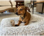 Small #1 Dachshund