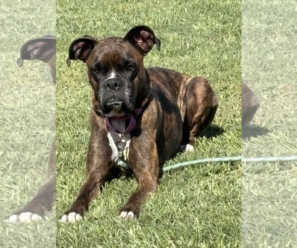 Medium Photo #10 Boxer Puppy For Sale in  Katy, TX, USA
