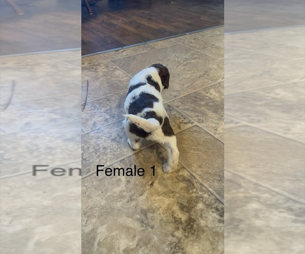 Medium Photo #5 Goldendoodle Puppy For Sale in SPARTANBURG, SC, USA