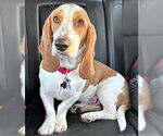 Small Basset Hound