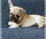 Small Photo #38 French Bulldog Puppy For Sale in MANHATTAN, NY, USA