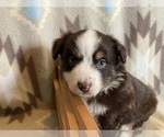 Small #5 Miniature Australian Shepherd