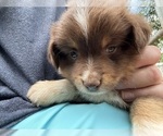 Puppy Full collar Mal Miniature Australian Shepherd