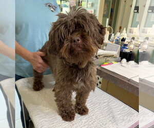 Shih Tzu Dogs for adoption in Benton, LA, USA