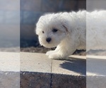 Small #3 Maltipoo