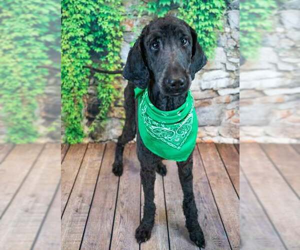 Medium Photo #2 Poodle (Standard) Puppy For Sale in Kennesaw, GA, USA