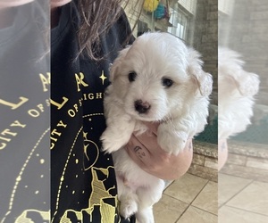 Maltipom Puppy for sale in CONWAY, SC, USA