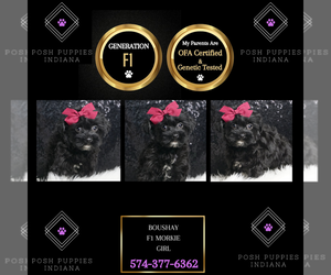 Morkie Puppy for sale in WARSAW, IN, USA